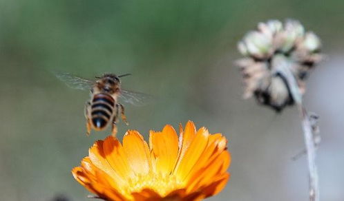 蜂王为什么要更换？多久更换一次？——蜜蜂养殖中的关键管理