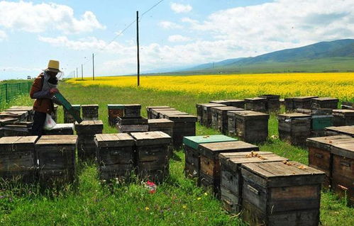蜜蜂春繁期饲养管理（下）
