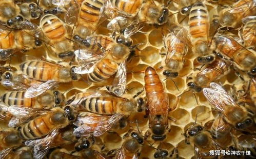 蜂群出现双蜂王的应对策略与预防措施