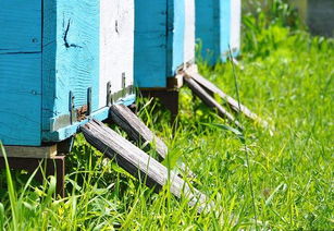 蜜蜂养殖技术 飞逃蜂群的结团特点及快速收捕方法