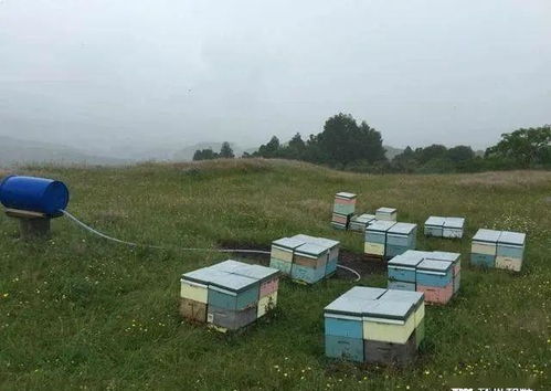 在新西兰追逐甜蜜梦想 养蜂硕士生的日常与感悟