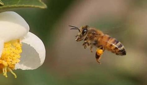 蜜蜂养殖 养蜂人需要知道的十禁忌，新手老手都爱犯（下）