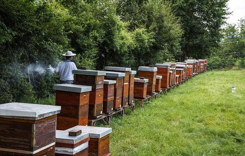 蜜蜂养殖技术探析 养蜂过程中炼糖的应用实践