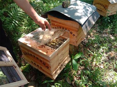蒙山县高效蜜蜂养殖示范蜂场建设成效显著，引领甜蜜产业新篇章
